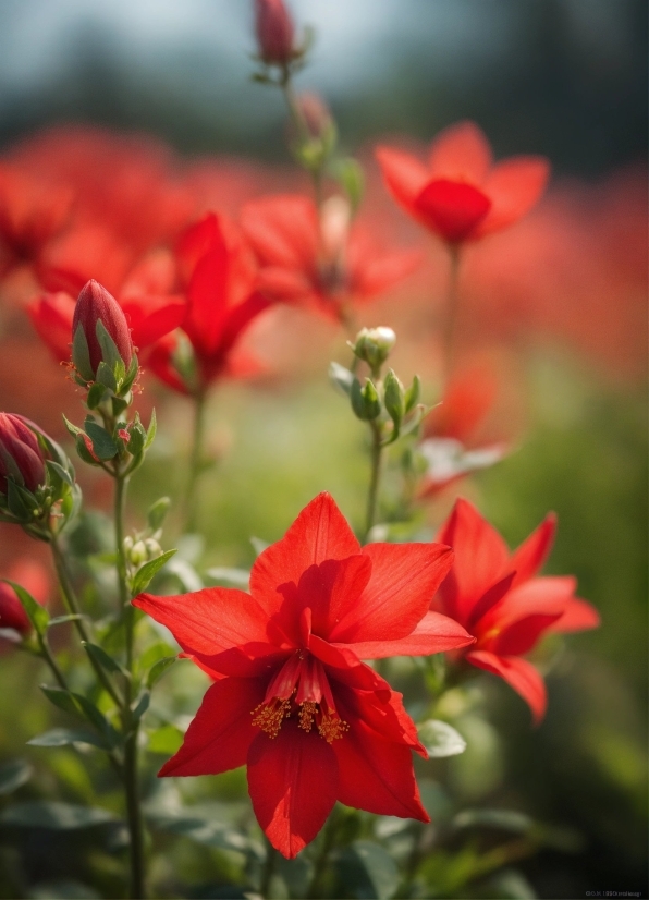 Flower, Plant, Botany, Petal, Terrestrial Plant, Red