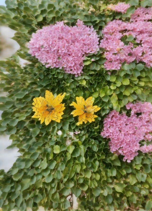 Flower, Plant, Flowerpot, Houseplant, Botany, Petal