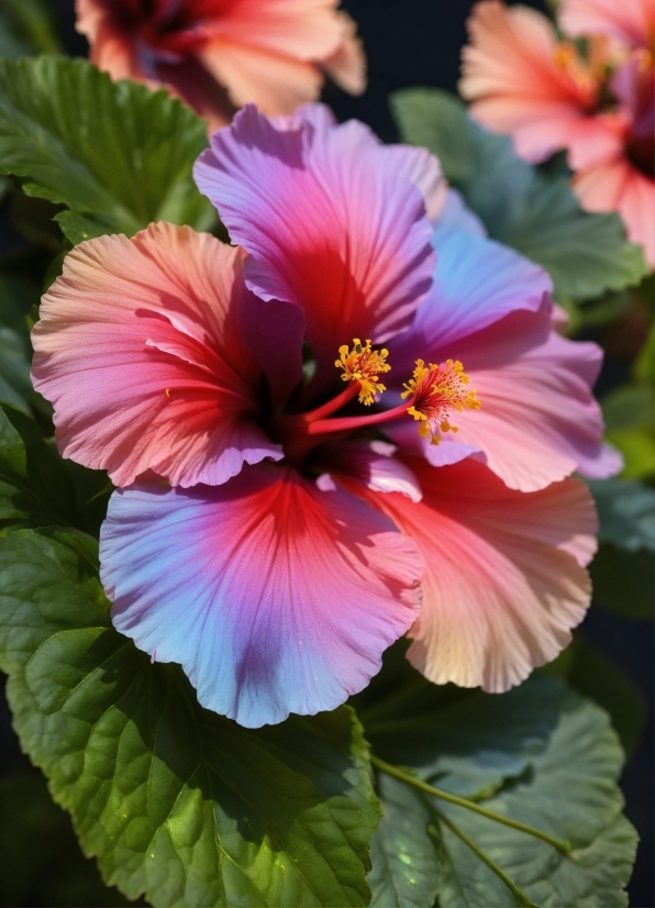 Flower, Plant, Green, Light, Petal, Hawaiian Hibiscus