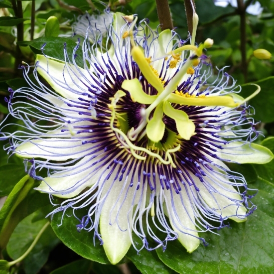 Flower, Plant, Green, Petal, Purple Passionflower, Terrestrial Plant