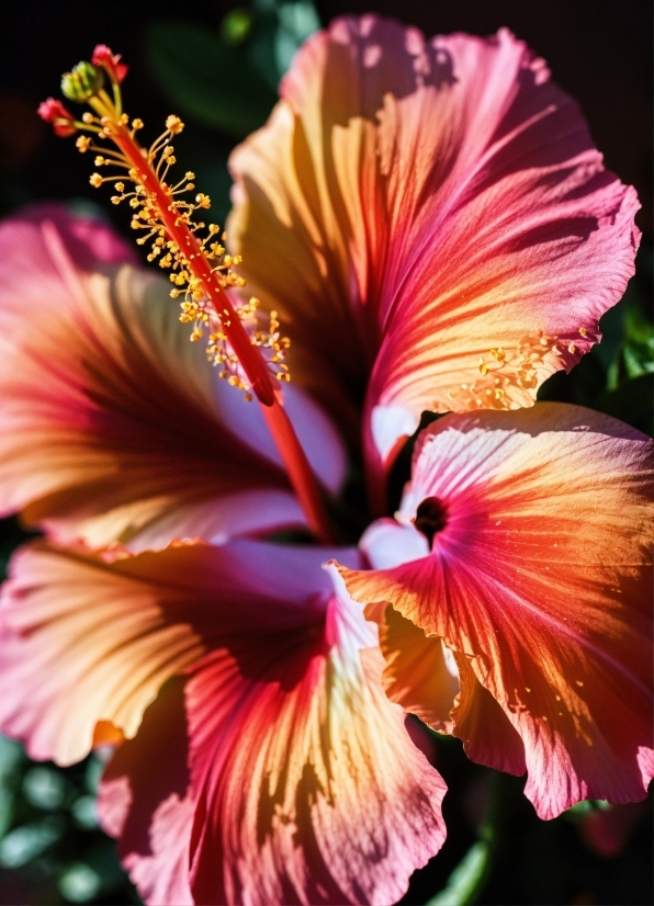 Flower, Plant, Hawaiian Hibiscus, Light, Petal, Botany
