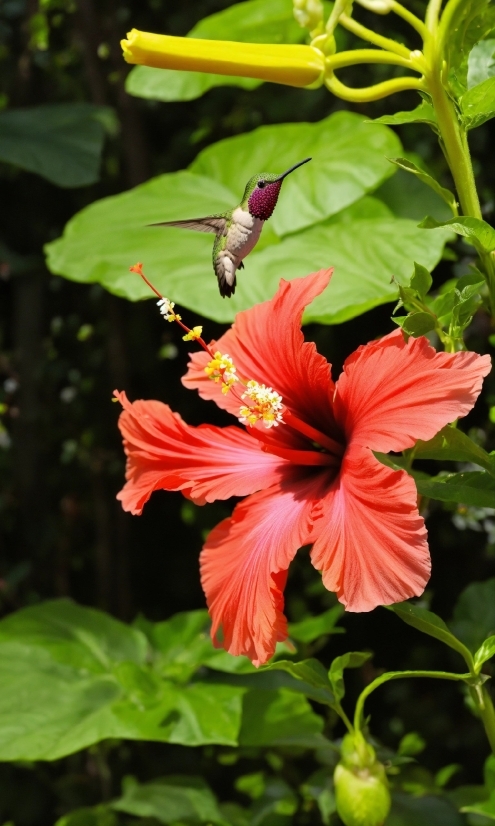 Flower, Plant, Hawaiian Hibiscus, Nature, Leaf, Botany