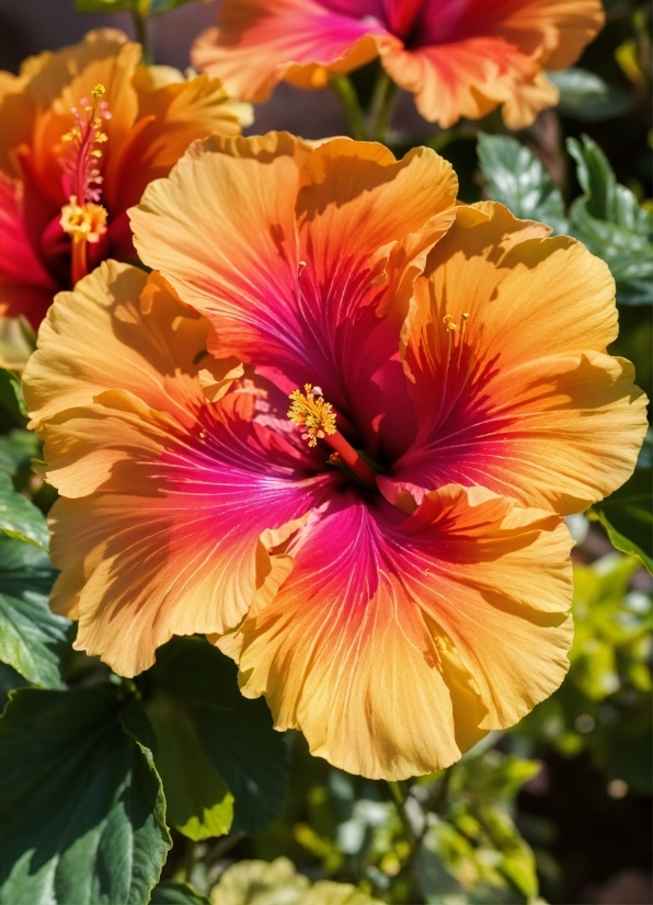 Flower, Plant, Light, Botany, Petal, Hawaiian Hibiscus