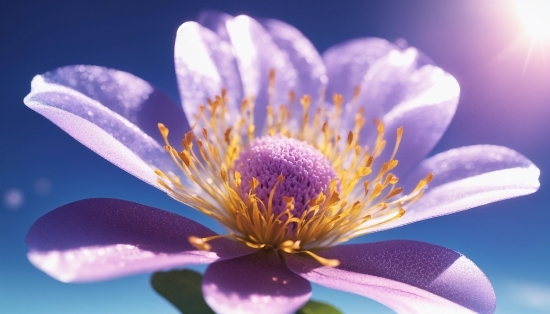 Flower, Plant, Light, Nature, Botany, Purple