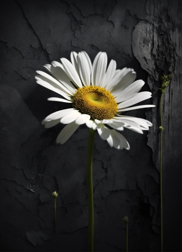 Flower, Plant, Liquid, Petal, Flash Photography, Black-and-white