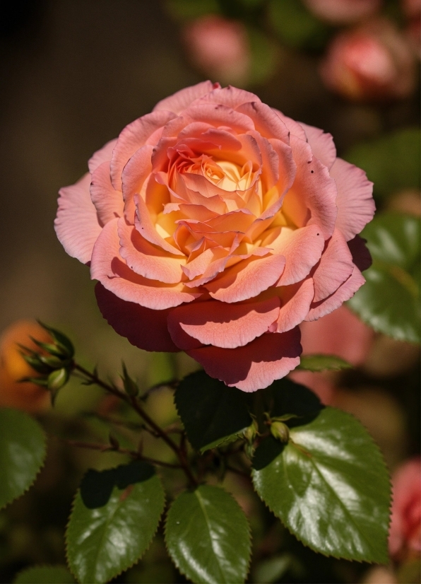 Flower, Plant, Nature, Botany, Petal, Hybrid Tea Rose