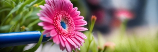 Flower, Plant, Nature, Petal, Botany, Pink