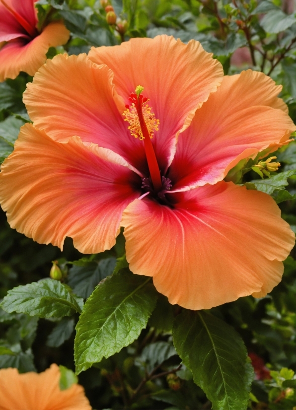 Flower, Plant, Nature, Petal, Hawaiian Hibiscus, Orange