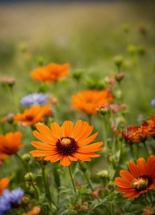 Flower, Plant, Orange, Petal, Grass, Natural Landscape