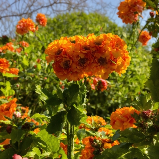 Flower, Plant, Orange, Petal, Sky, Biome