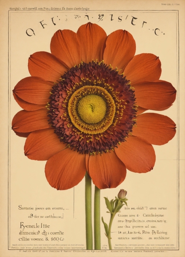 Flower, Plant, Petal, Art, Poster, Font
