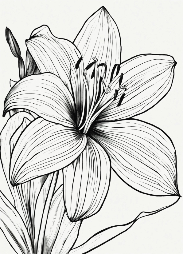 Flower, Plant, Petal, Black-and-white, Art, Terrestrial Plant