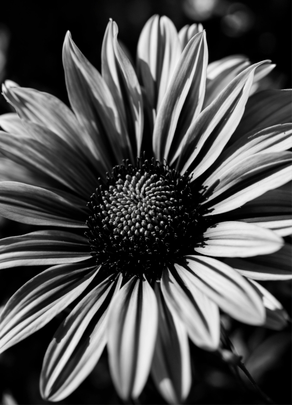 Flower, Plant, Petal, Black-and-white, Flowering Plant, Monochrome Photography