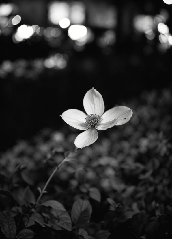 Flower, Plant, Petal, Black-and-white, Style, Flash Photography