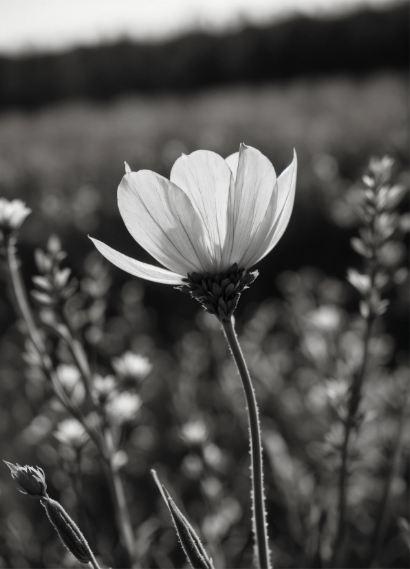 Flower, Plant, Petal, Black-and-white, Style, Grass