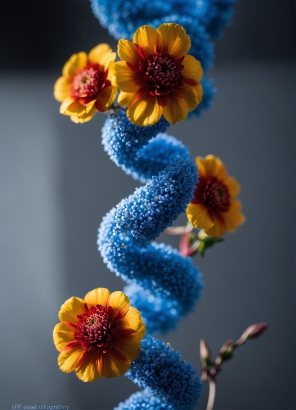 Flower, Plant, Petal, Blue, Botany, Nature