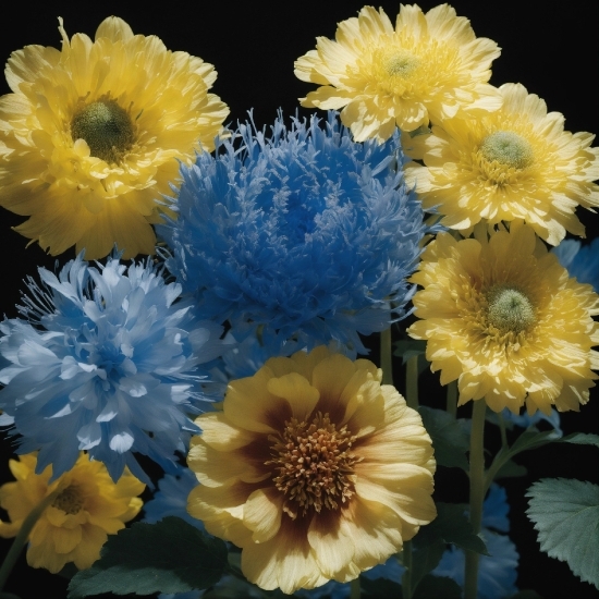 Flower, Plant, Petal, Blue, Yellow, Flowering Plant