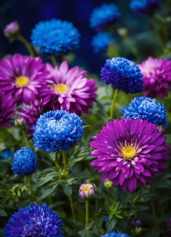 Flower, Plant, Petal, Botany, Blue, Purple