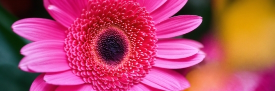 Flower, Plant, Petal, Botany, Nature, Pink