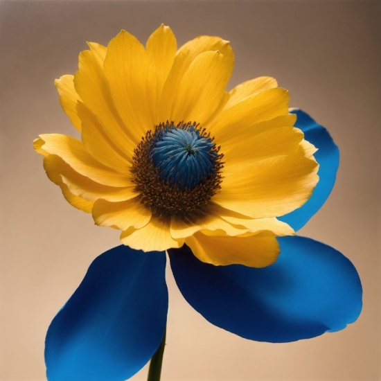 Flower, Plant, Petal, Electric Blue, Artificial Flower, Flowering Plant