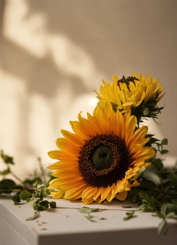 Flower, Plant, Petal, Flower Arranging, Sunflower, Bouquet