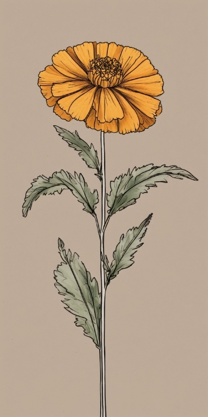 Flower, Plant, Petal, Flowering Plant, Illustration, Annual Plant