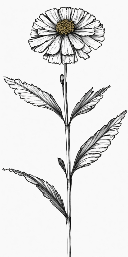 Flower, Plant, Petal, Flowering Plant, Pedicel, Terrestrial Plant