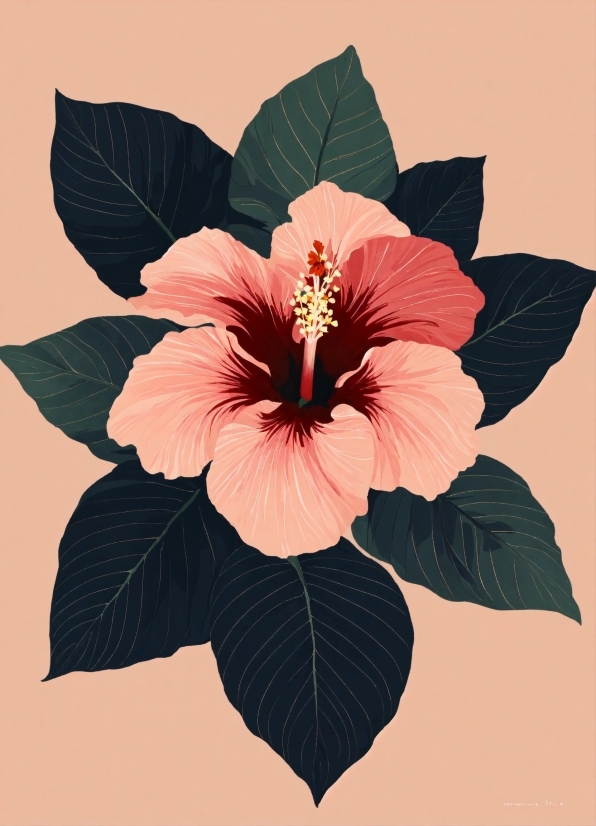 Flower, Plant, Petal, Hawaiian Hibiscus, Botany, Chinese Hibiscus