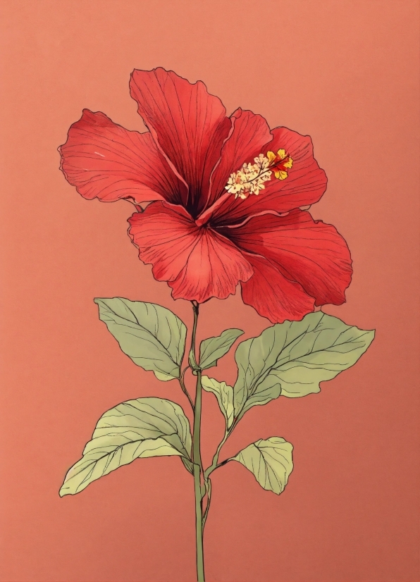 Flower, Plant, Petal, Hawaiian Hibiscus, Chinese Hibiscus, Art