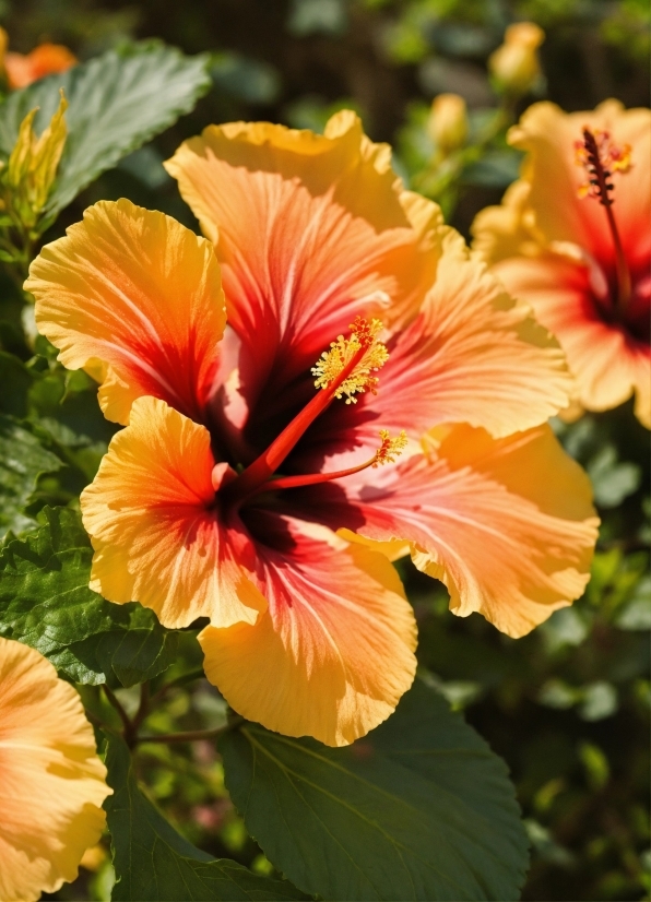 Flower, Plant, Petal, Hawaiian Hibiscus, Orange, Chinese Hibiscus