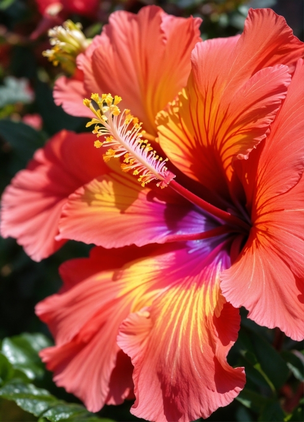 Flower, Plant, Petal, Hawaiian Hibiscus, Pink, Chinese Hibiscus