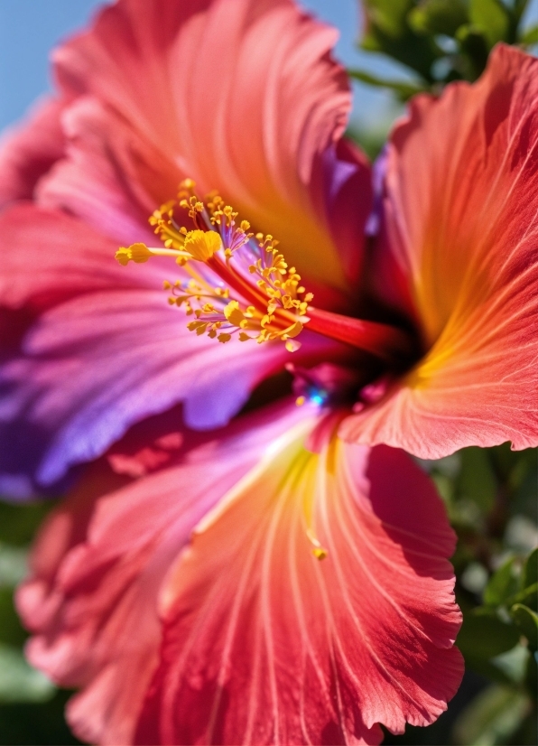 Flower, Plant, Petal, Hawaiian Hibiscus, Pink, Red