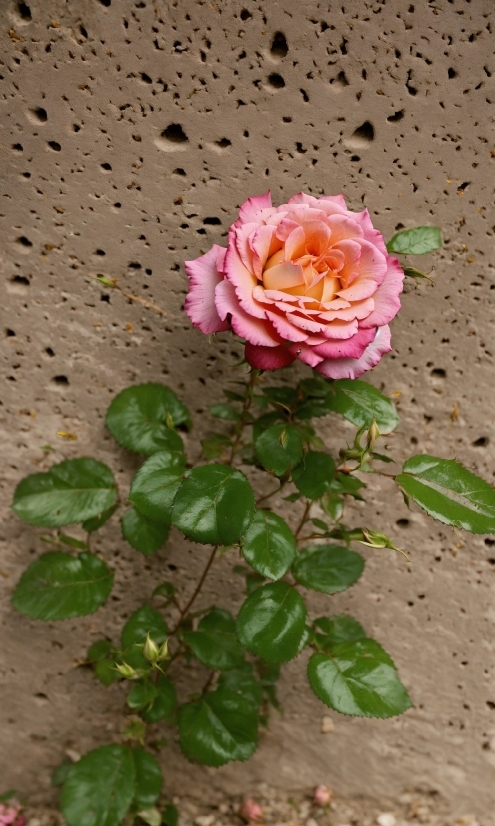 Flower, Plant, Petal, Hybrid Tea Rose, Pink, Rose