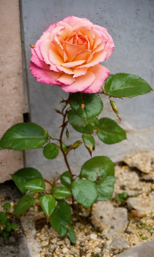 Flower, Plant, Petal, Leaf, Hybrid Tea Rose, Pink