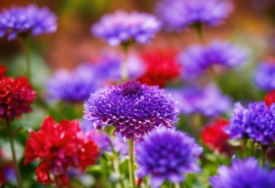 Flower, Plant, Petal, Light, Purple, Botany