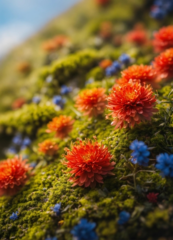Flower, Plant, Petal, Natural Landscape, Sky, Grass