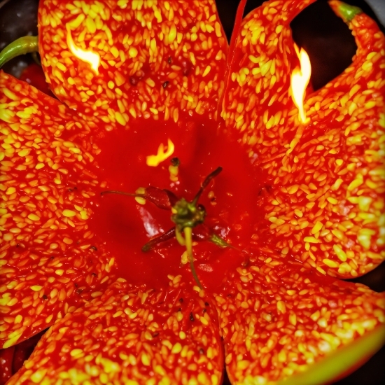 Flower, Plant, Petal, Orange, Terrestrial Plant, Red