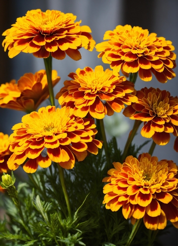 Flower, Plant, Petal, Orange, Yellow, Tagetes
