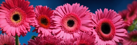 Flower, Plant, Petal, Organism, Creative Arts, Pink