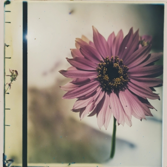 Flower, Plant, Petal, Picture Frame, Rectangle, Violet