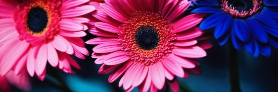 Flower, Plant, Petal, Pink, Artificial Flower, Magenta