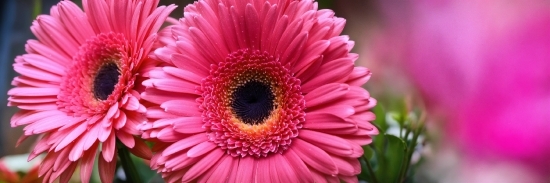 Flower, Plant, Petal, Pink, Flower Arranging, Artificial Flower