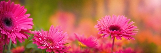 Flower, Plant, Petal, Pink, Herbaceous Plant, Magenta