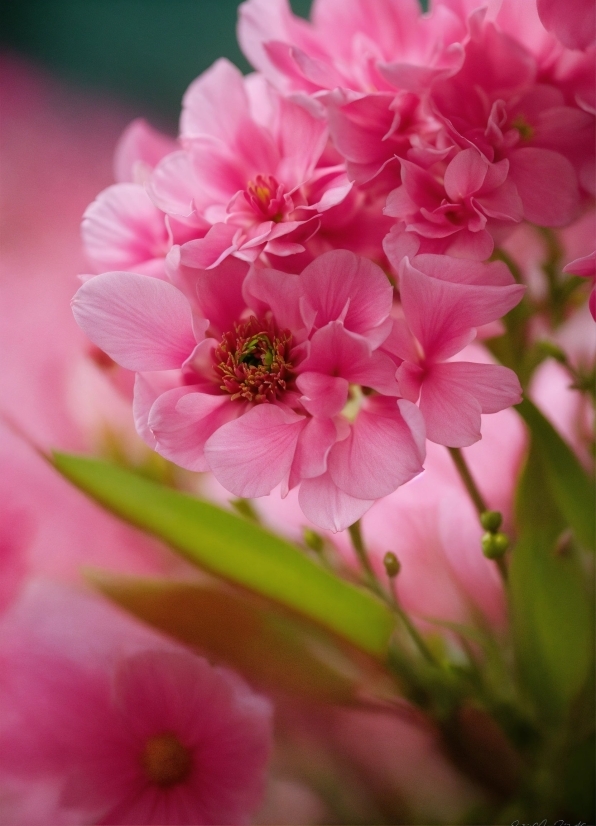 Flower, Plant, Petal, Pink, Magenta, Blossom