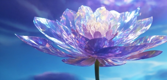 Flower, Plant, Petal, Purple, Sky, Violet