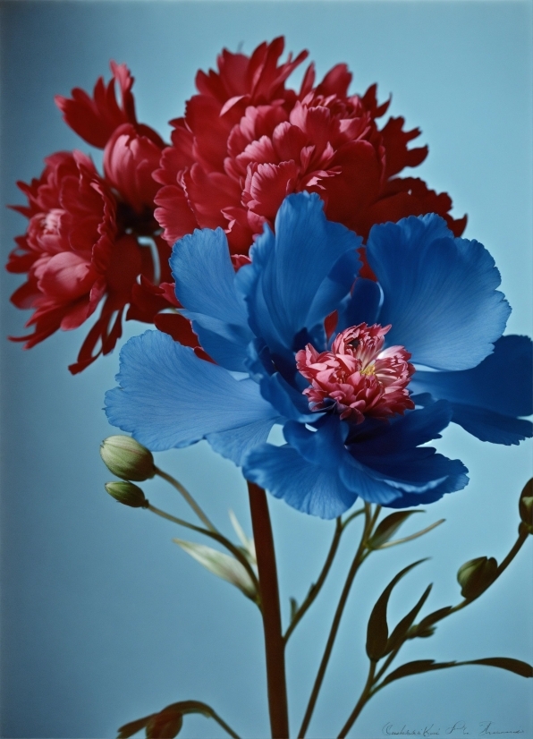 Flower, Plant, Petal, Sky, Flowering Plant, Electric Blue