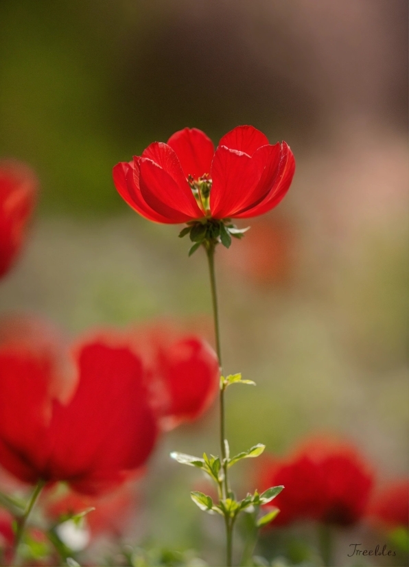 Flower, Plant, Petal, Sky, Natural Landscape, Red