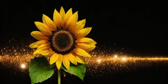 Flower, Plant, Petal, Sky, Sunflower, Annual Plant