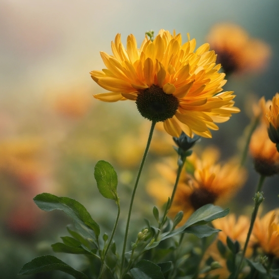 Flower, Plant, Petal, Sky, Sunlight, Grass