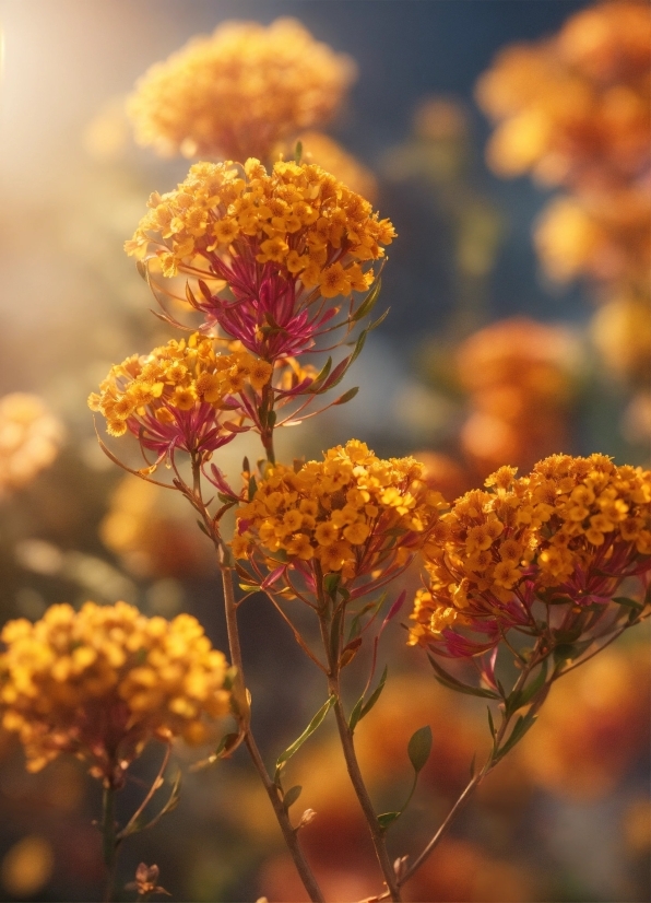Flower, Plant, Petal, Sky, Sunlight, Natural Landscape